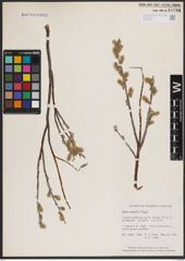 Foto von Salix candida Flüggé ex Willd.